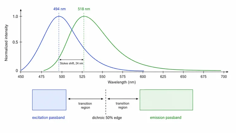 how stokes shift affects fluorescence filter selection